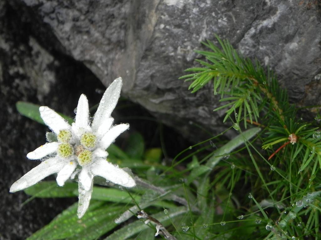 Pension Edelweiss Дамюльс Екстер'єр фото